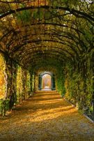 Tree Tunnel, Schonbrunn Gardens, Vienna, Austria